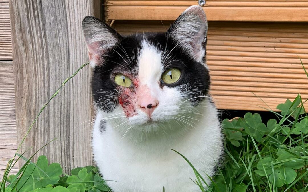 Katze, Zell am Ziller (8/21)
