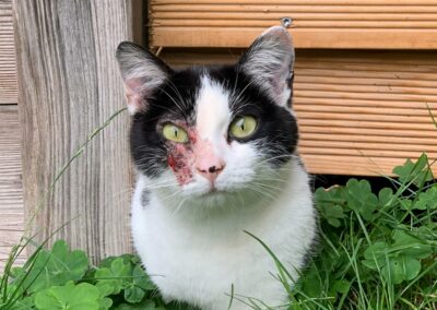 Katze, Zell am Ziller (8/21)