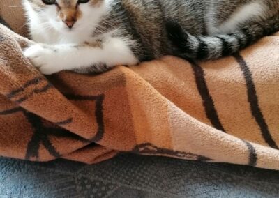 Katzen, Angerberg (9/21)