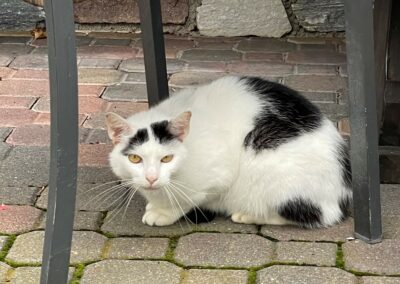 Fundkatze, Kössen (09/2021)