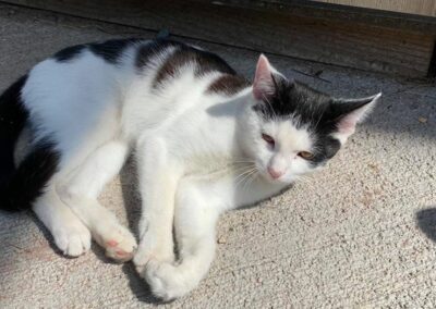 Fundkater, Scheffau am Wilden Kaiser  (09/21)