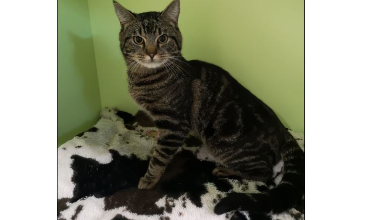 Fundkater, Steinach am Brenner 09/21