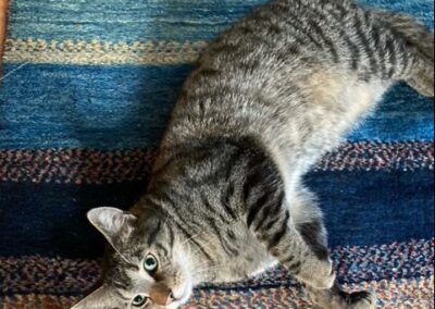 Fundkatze, Innsbruck,  (09/21)