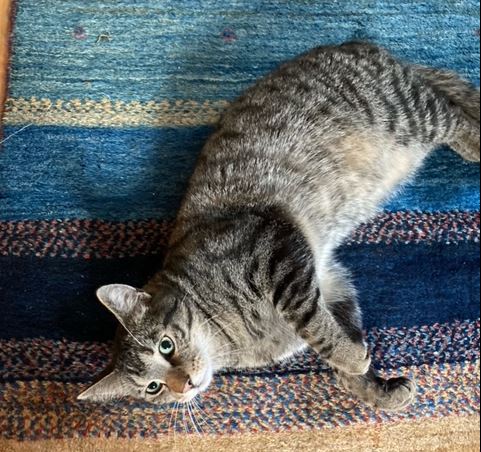 Fundkatze, Innsbruck, (09/21)