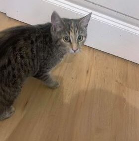 Fundkatze, Birgitz,  (09/21)
