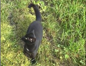 Fundkatze, Kirchbichl,  (09/21)