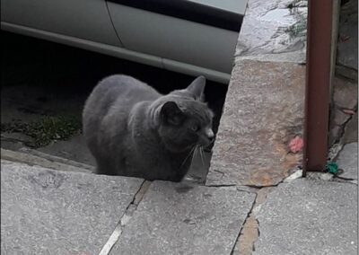 Fundkatze, Sistrans,  (09/21)