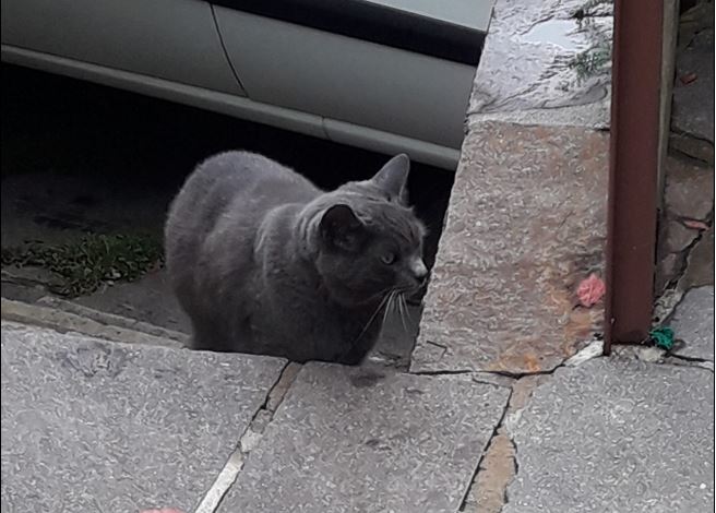 Fundkatze, Sistrans, (09/21)