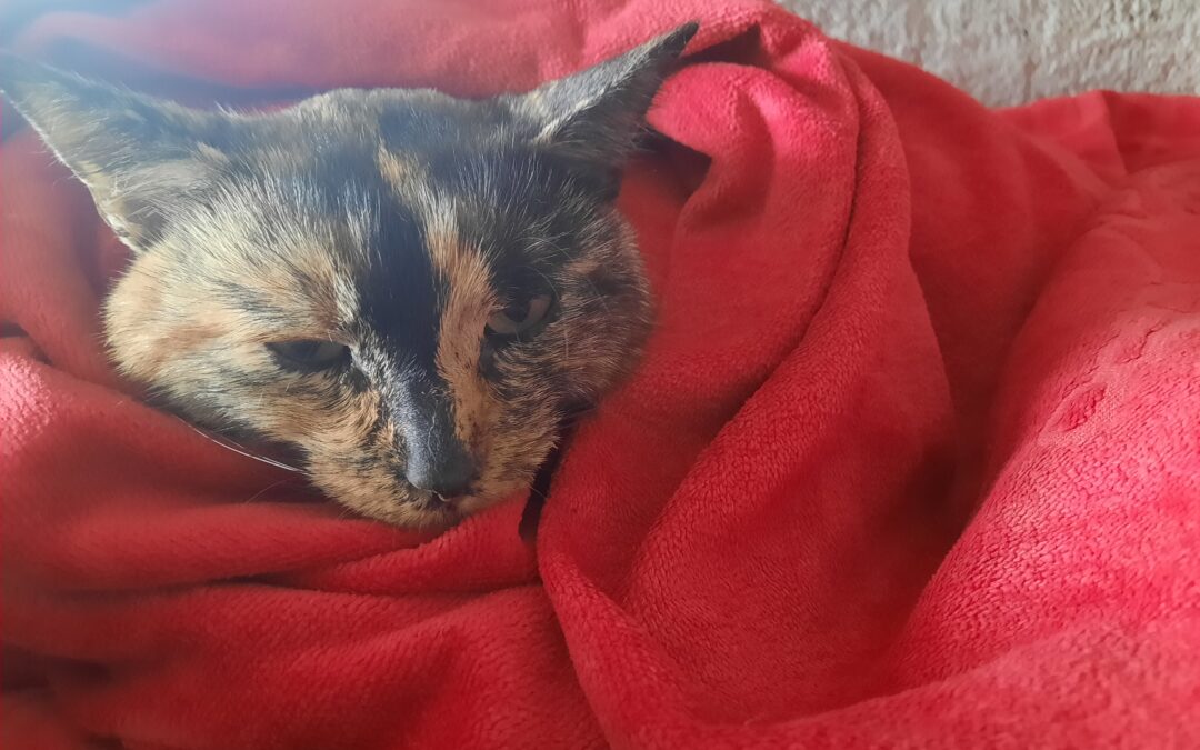 Fundkatze, Volders, (09/21)