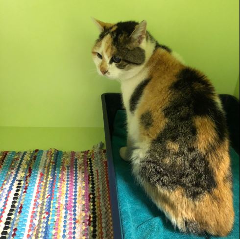 Fundkatze, Zillertal, (09/21)