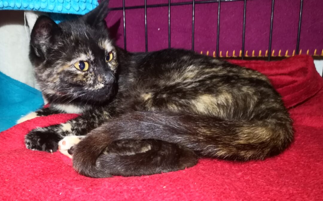 Katze, Bruck am Ziller (9/21)