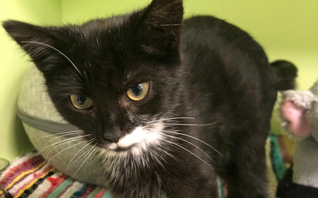 Fundkatze, Telfs, (09/21)