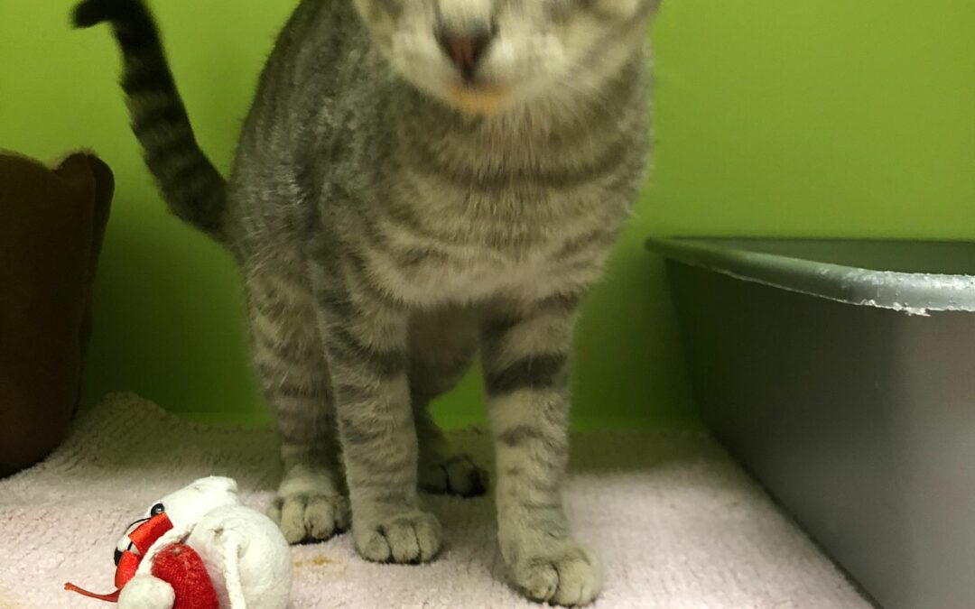 Fundkatze, Telfs (09/2021)
