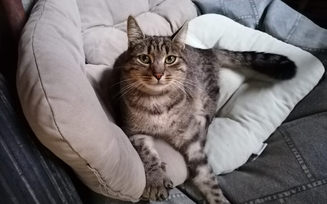 Kater, Brixen im Thale (9/21)