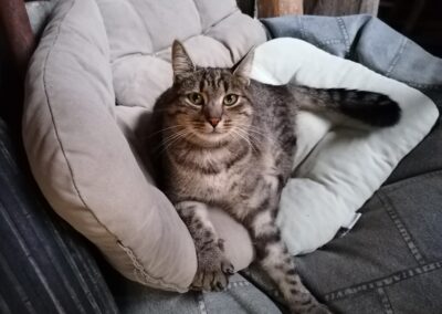 Kater, Brixen im Thale (9/21)
