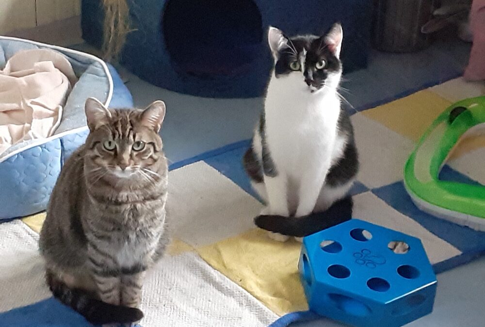 Gismo und Mogli