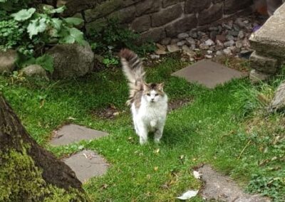 Katze, Kössen (9/21)