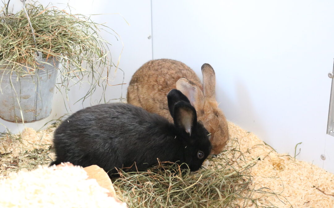 Honey und Simba
