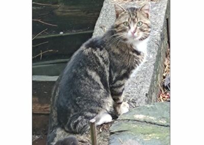 Sichtkater, Hopfgarten,  (09/21)