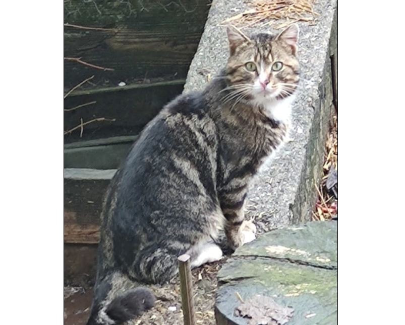 Sichtkater, Hopfgarten,  (09/21)