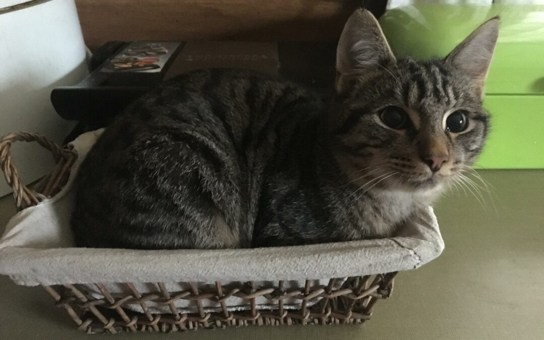 Thommy, Kirchbichl (9/21)