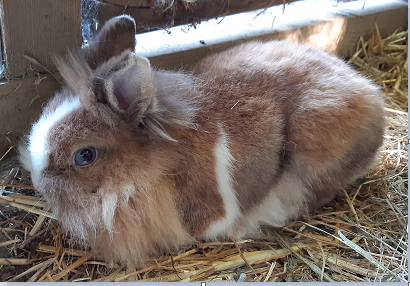 Kaninchen, Mariatal (9/21)