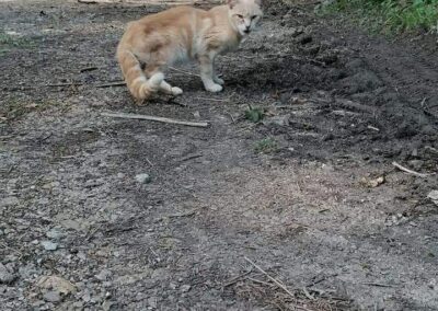 Katze, Kufstein (9/21)