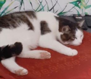 Mau, Pill,  (09/21)