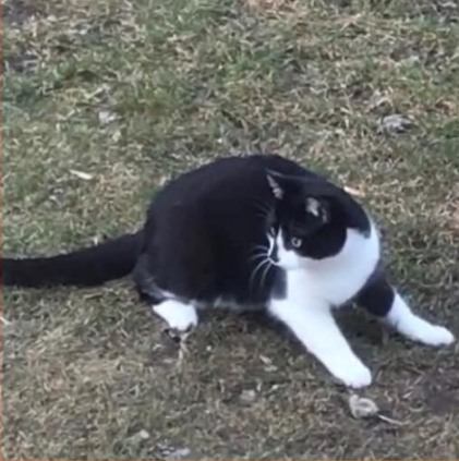 Rambo, Schwaz, (09/21)