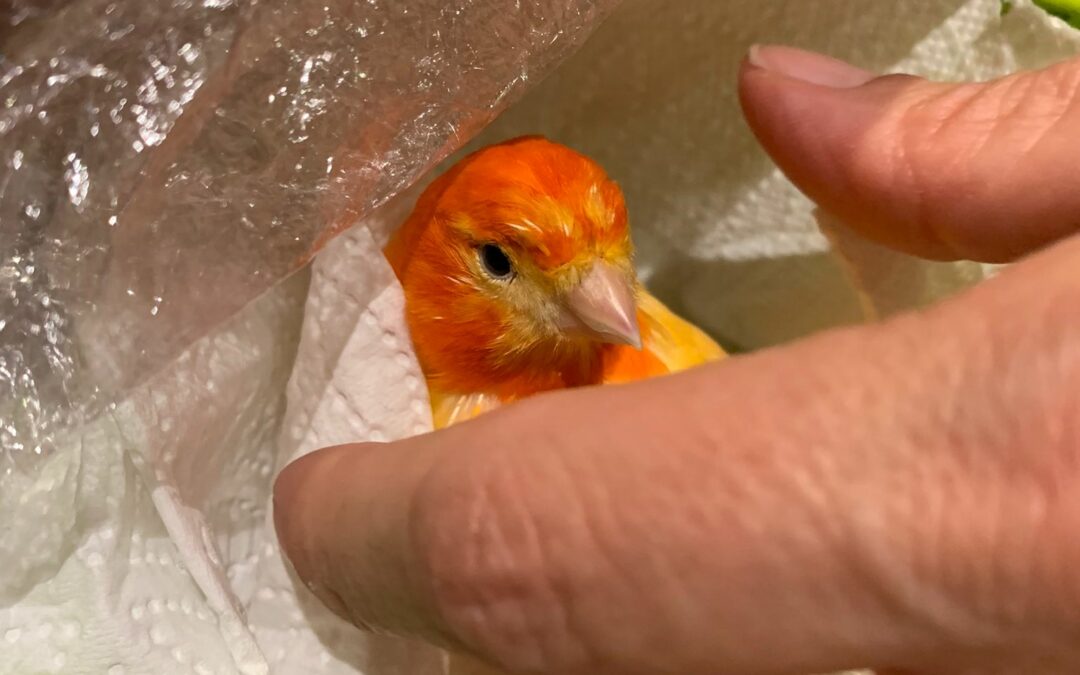 Kanarienvogel, Scheffau (9/21)