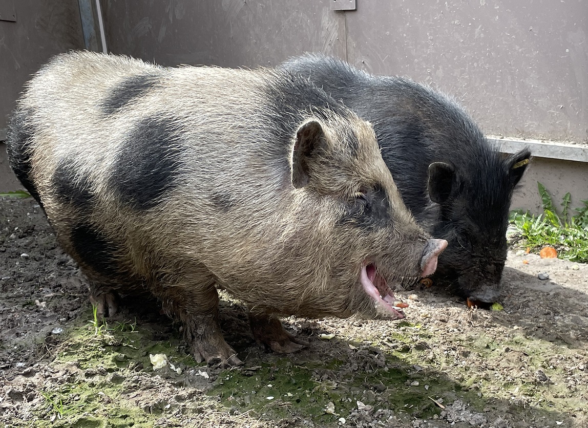 Schweinchen Sponsor werden Symbolbild