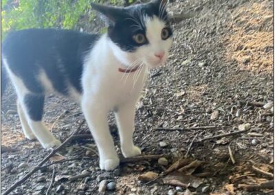 Sichtkatze, Innsbruck,  (09/21)