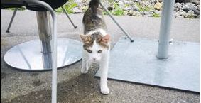 Sichtkatze, Ötztal (09/21)