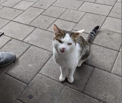 Sichtkatze, Ötztal, (09/21)