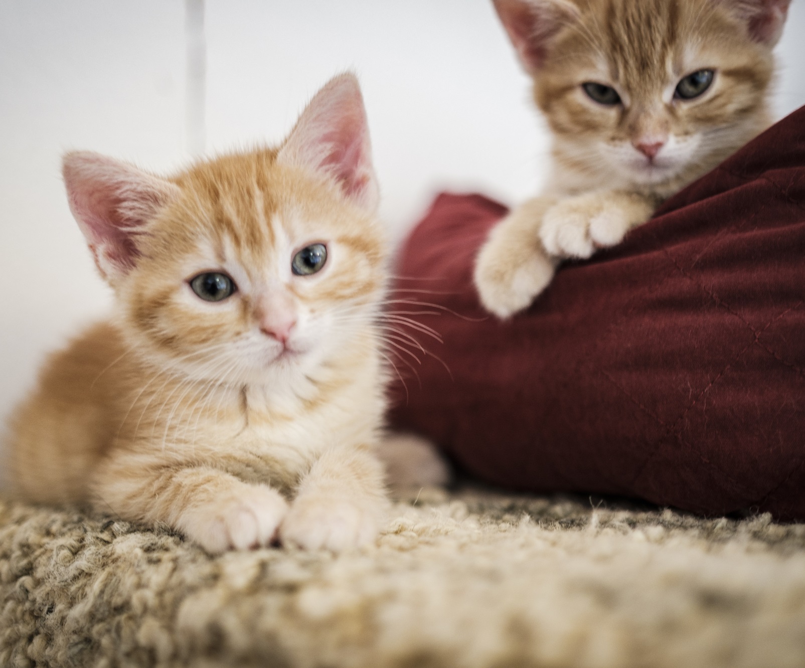 Eigene Katze Aus Tierheim Holen