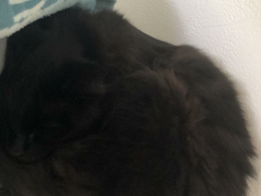 Katze, Vomp (9/21)