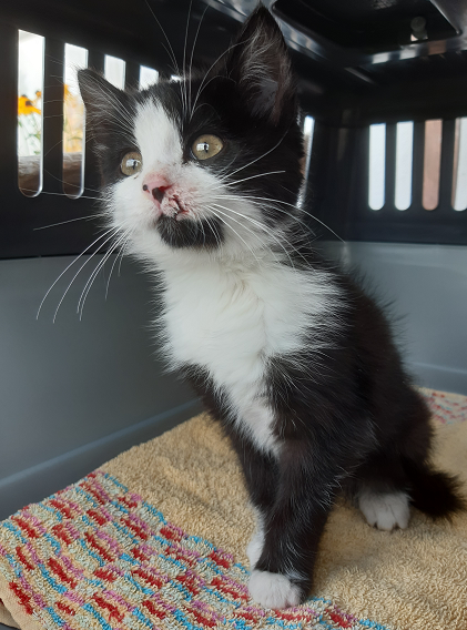Fundkater, Wörgl (9/21)