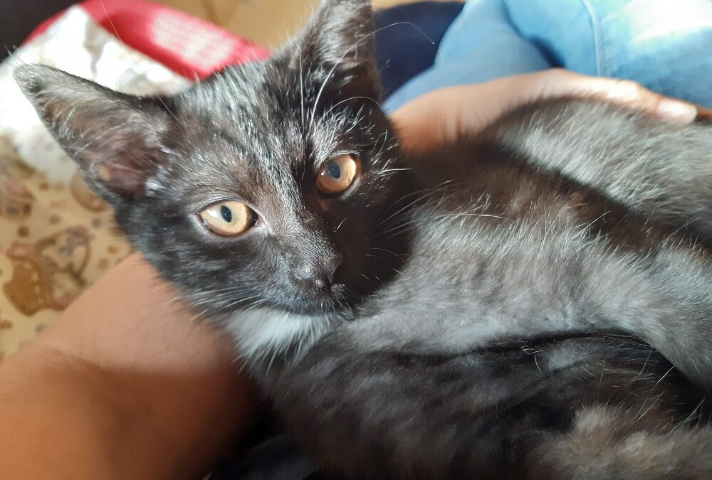 Simba