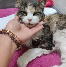 Fundkatze, Ampass10/21