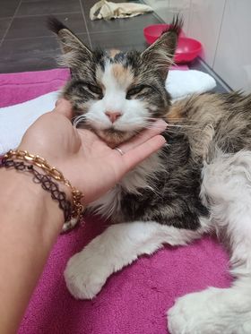 Fundkatze, Ampass10/21