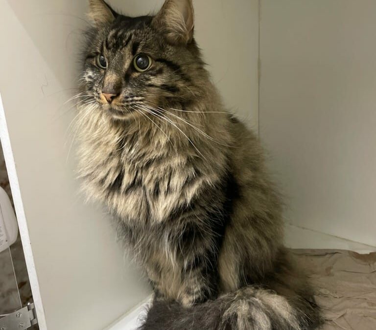 Fundkatze Schönberg10/21