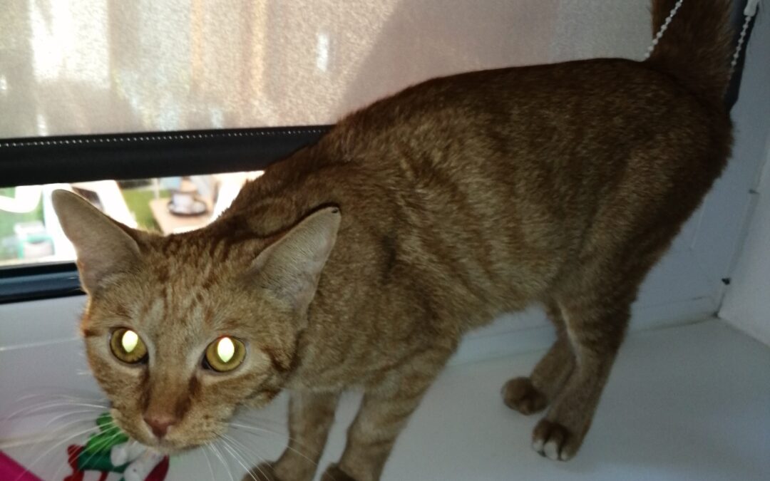 Fundkatze, Hochrum10/21