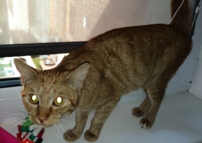 Fundkatze, Hochrum10/21