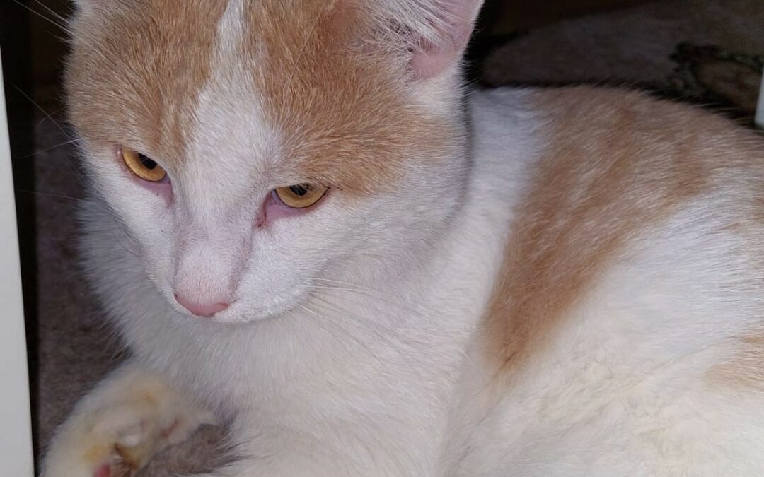Fundkatze, Innsbruck10/21