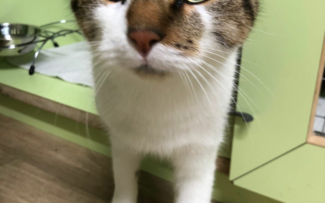 Fundkatze, Innsbruck10/21