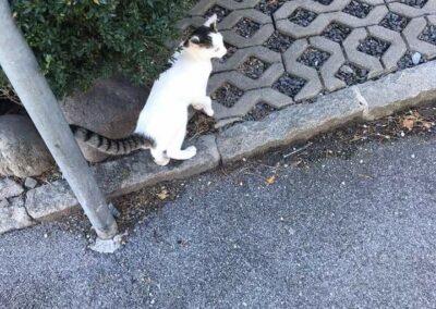 Fundkatze, Innsbruck10/21