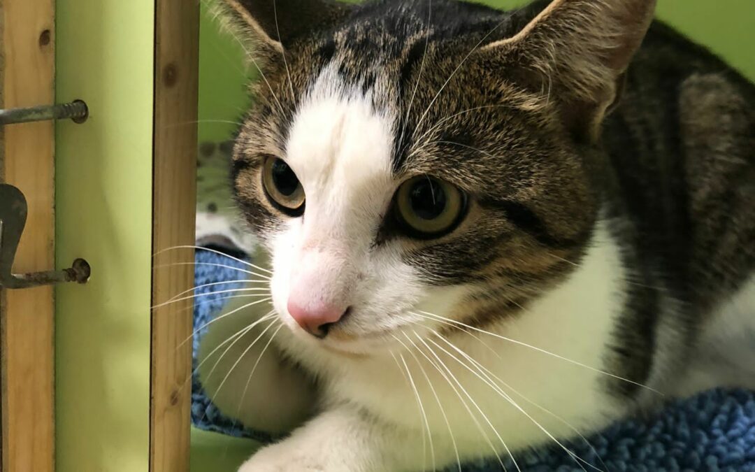 Fundkatze Innsbruck10/21