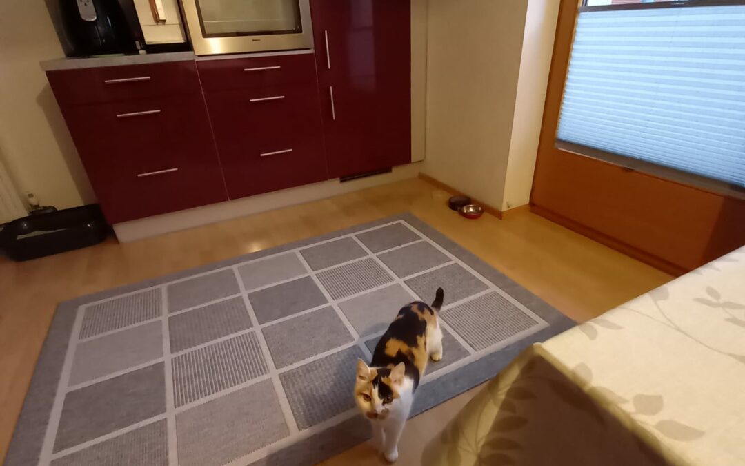 Fundkatze, Telfs10/21