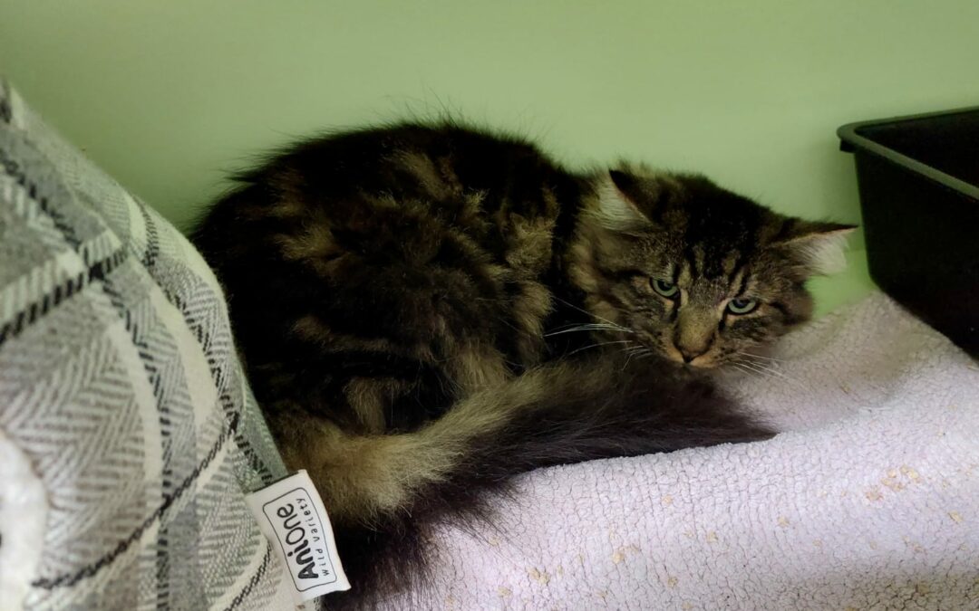 Fundkatze, Telfs10/21