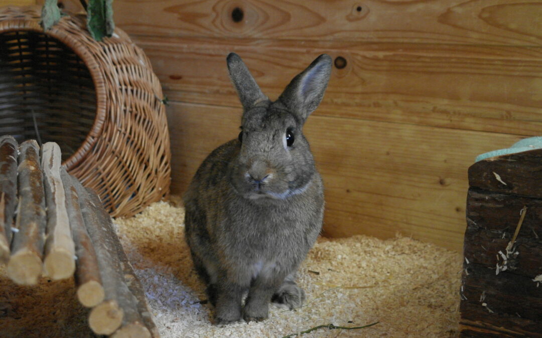 Hasi